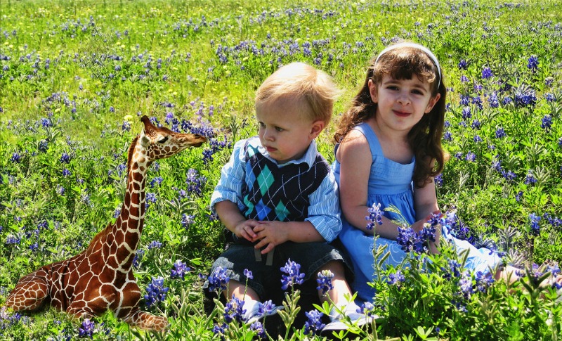 Petite Lap Giraffe and Kids